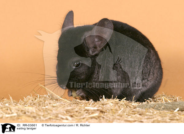 fressender Chinchilla / eating laniger / RR-03661