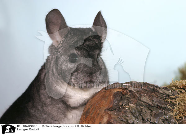 Laniger Portrait / RR-03680