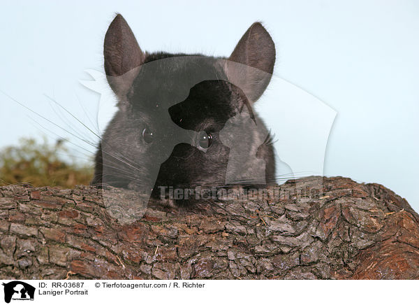 Laniger Portrait / RR-03687