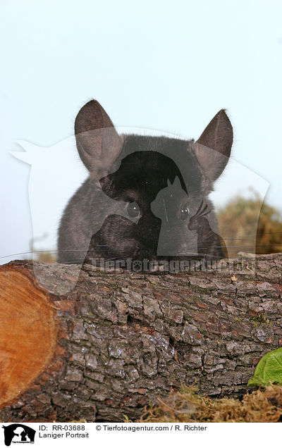 Chinchilla / Laniger Portrait / RR-03688