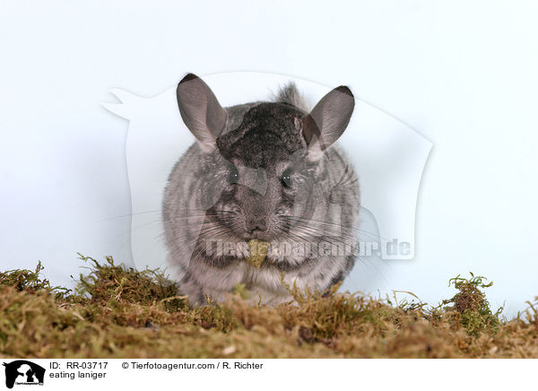 eating laniger / RR-03717