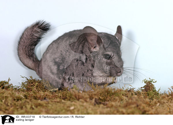 eating laniger / RR-03718