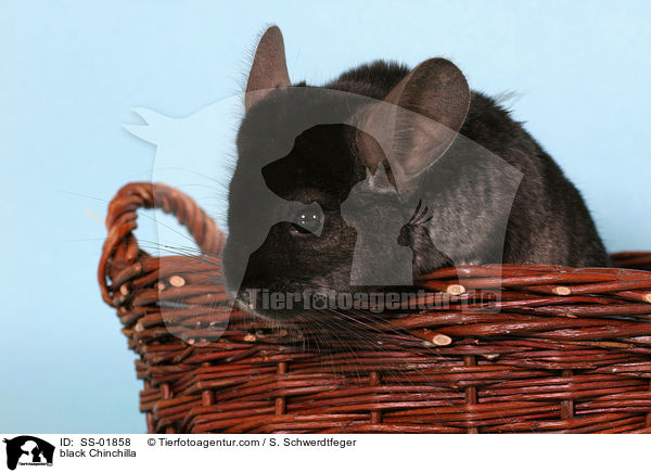 black Chinchilla / SS-01858