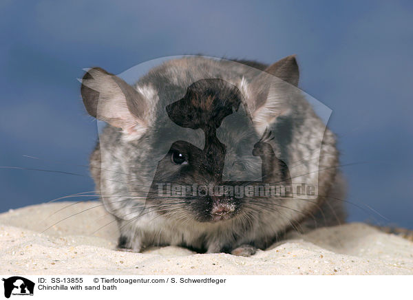 Chinchilla mit Sandbad / Chinchilla with sand bath / SS-13855