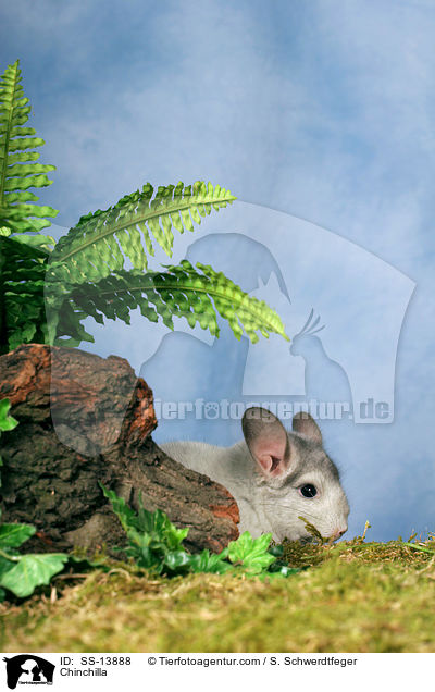 Chinchilla / Chinchilla / SS-13888
