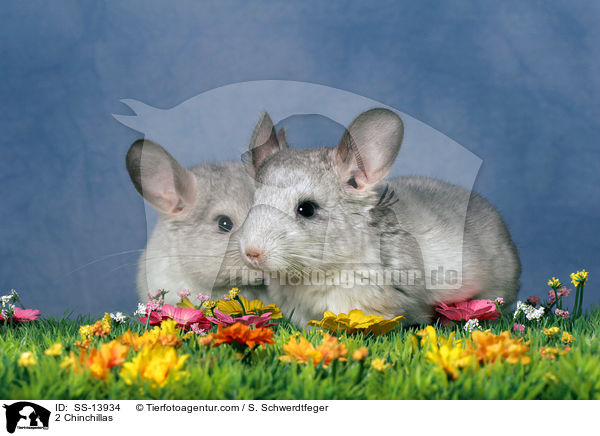 2 Chinchillas / SS-13934