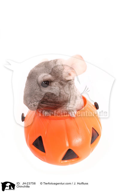 Chinchilla / JH-23758