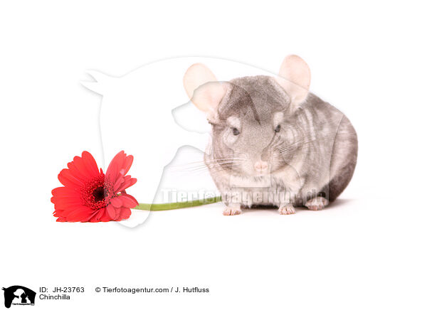 Chinchilla / JH-23763
