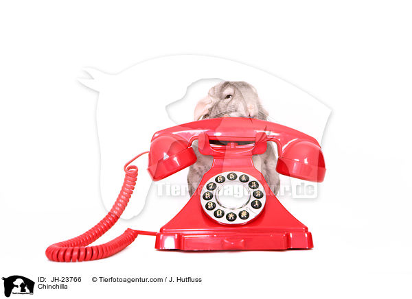 Chinchilla / Chinchilla / JH-23766