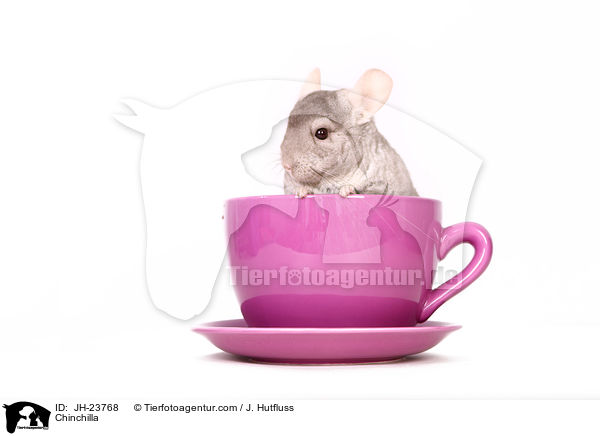 Chinchilla / JH-23768