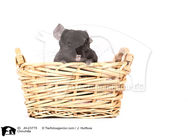 Chinchilla / Chinchilla / JH-23775