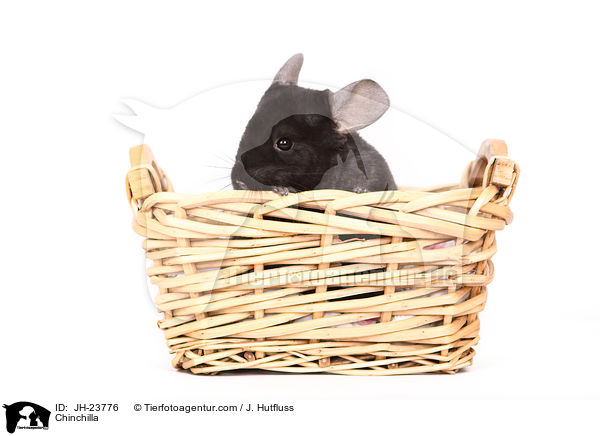 Chinchilla / Chinchilla / JH-23776