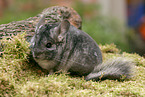 chinchilla