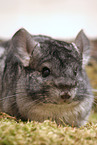 chinchilla