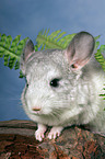 Chinchilla