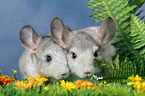 2 Chinchillas