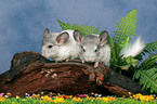 2 Chinchillas