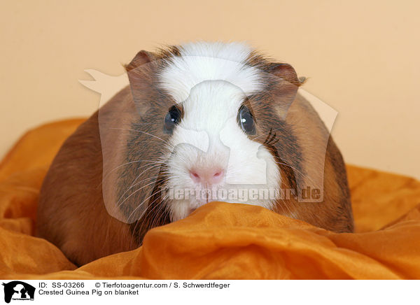 Crested Rassemeerschweinchen auf Decke / Crested Guinea Pig on blanket / SS-03266