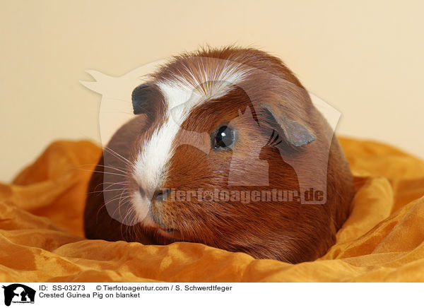 Crested Rassemeerschweinchen auf Decke / Crested Guinea Pig on blanket / SS-03273
