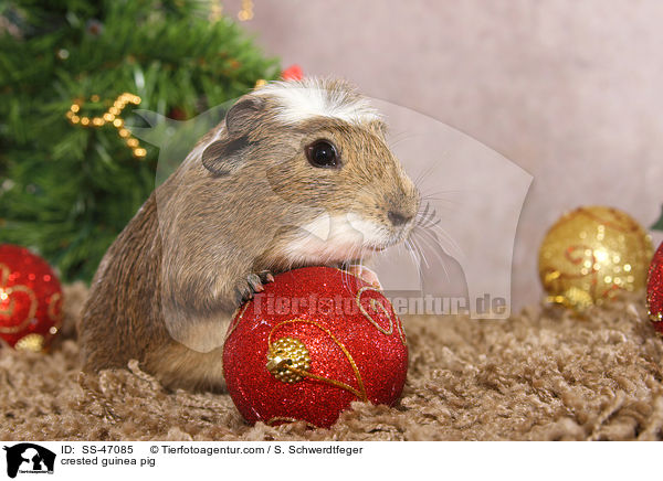 Crested Meerschweinchen / crested guinea pig / SS-47085