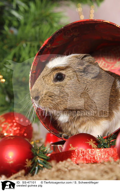 Crested Meerschweinchen / crested guinea pig / SS-47101