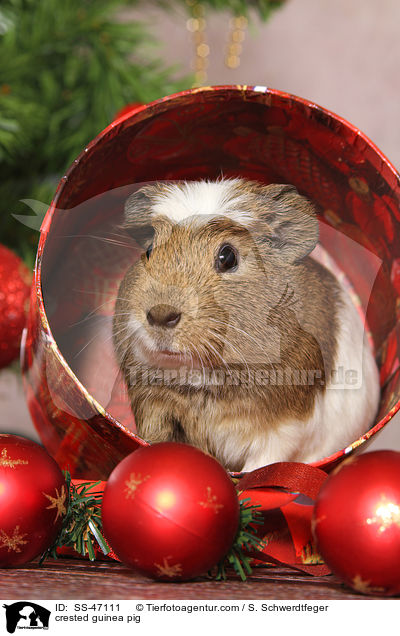 Crested Meerschweinchen / crested guinea pig / SS-47111