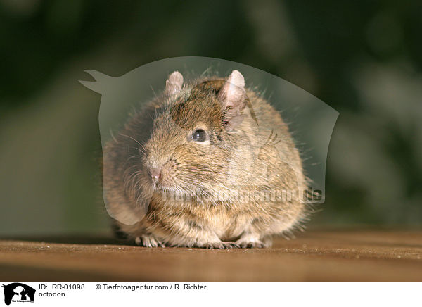 Degu / octodon / RR-01098