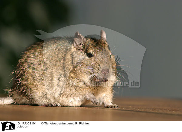 Degu / octodon / RR-01101