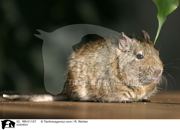 Degu / octodon / RR-01107