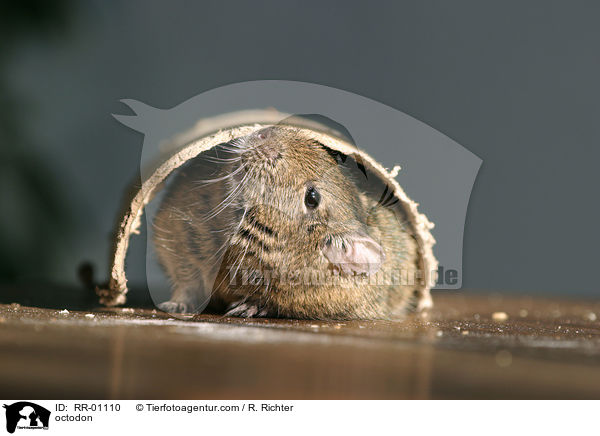 Degu / octodon / RR-01110