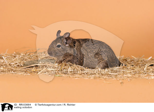 fressender Degu / eating octodon / RR-03664