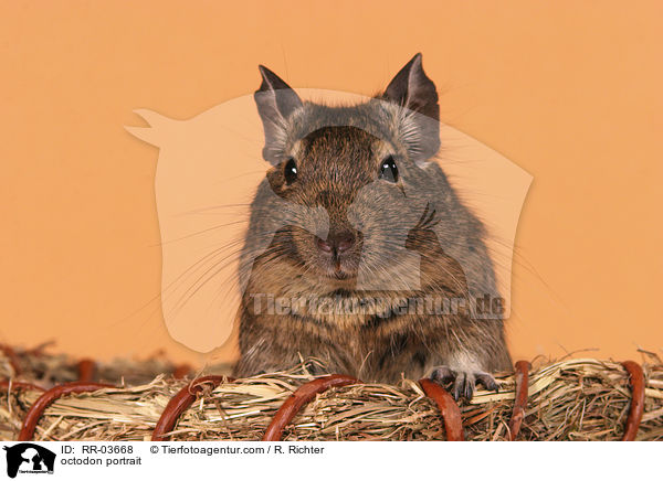 Degu Portrait / octodon portrait / RR-03668