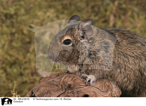 Degu / Octodon / RR-03676