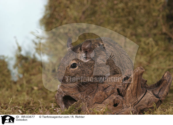Degu / Octodon / RR-03677