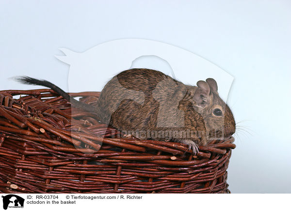 Degu im Krbchen / octodon in the basket / RR-03704