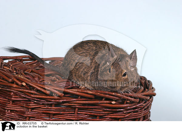 Degu im Krbchen / octodon in the basket / RR-03705
