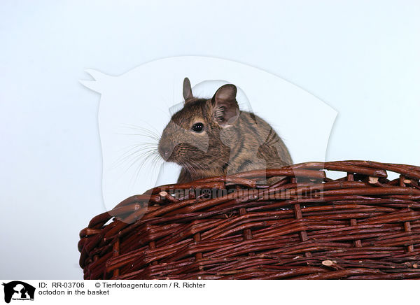 Degu im Krbchen / octodon in the basket / RR-03706