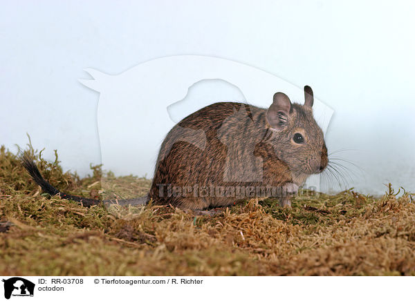 Degu / octodon / RR-03708