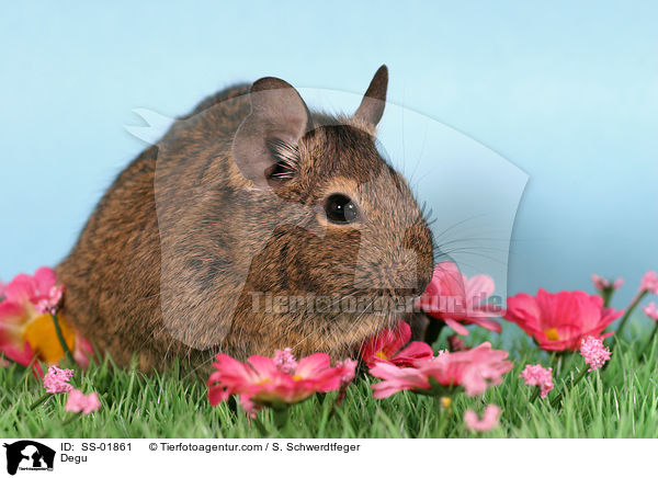 Degu / Degu / SS-01861