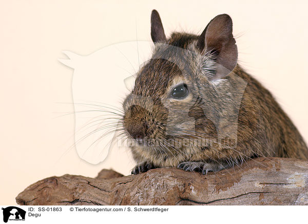 Degu / Degu / SS-01863