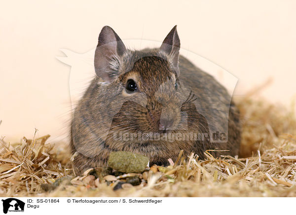 Degu / Degu / SS-01864