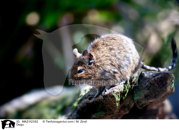 Degu / Degu / MAZ-02392