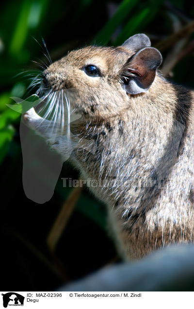 Degu / Degu / MAZ-02396