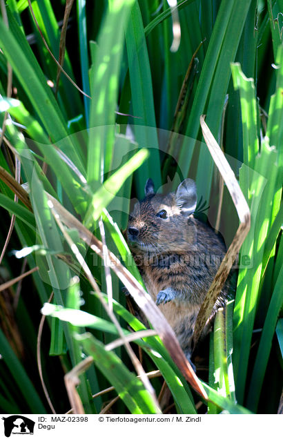 Degu / Degu / MAZ-02398