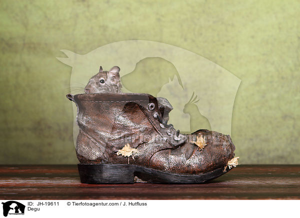 Degu / Degu / JH-19611