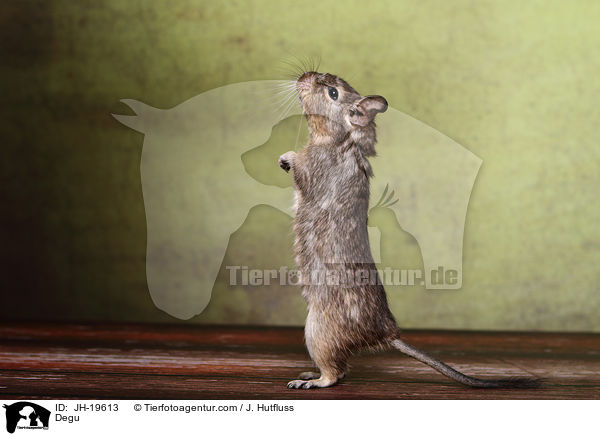 Degu / Degu / JH-19613