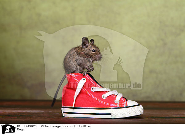 Degu / Degu / JH-19623