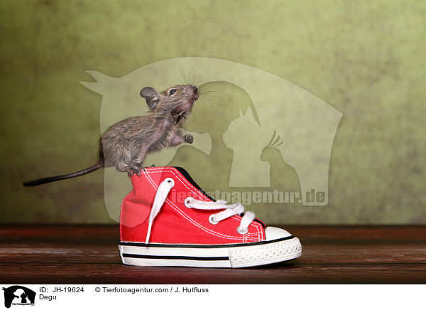 Degu / Degu / JH-19624