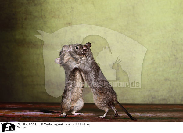 Degus / Degus / JH-19631