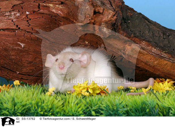 Dumboratte / rat / SS-13762